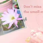 また、咲いてた。サボテンの花と、小さな奇跡。