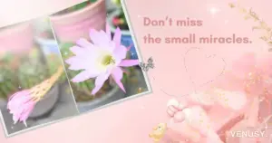 また、咲いてた。サボテンの花と、小さな奇跡。