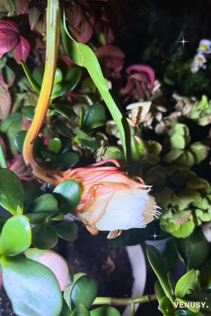 21時に開花が始まった月下美人