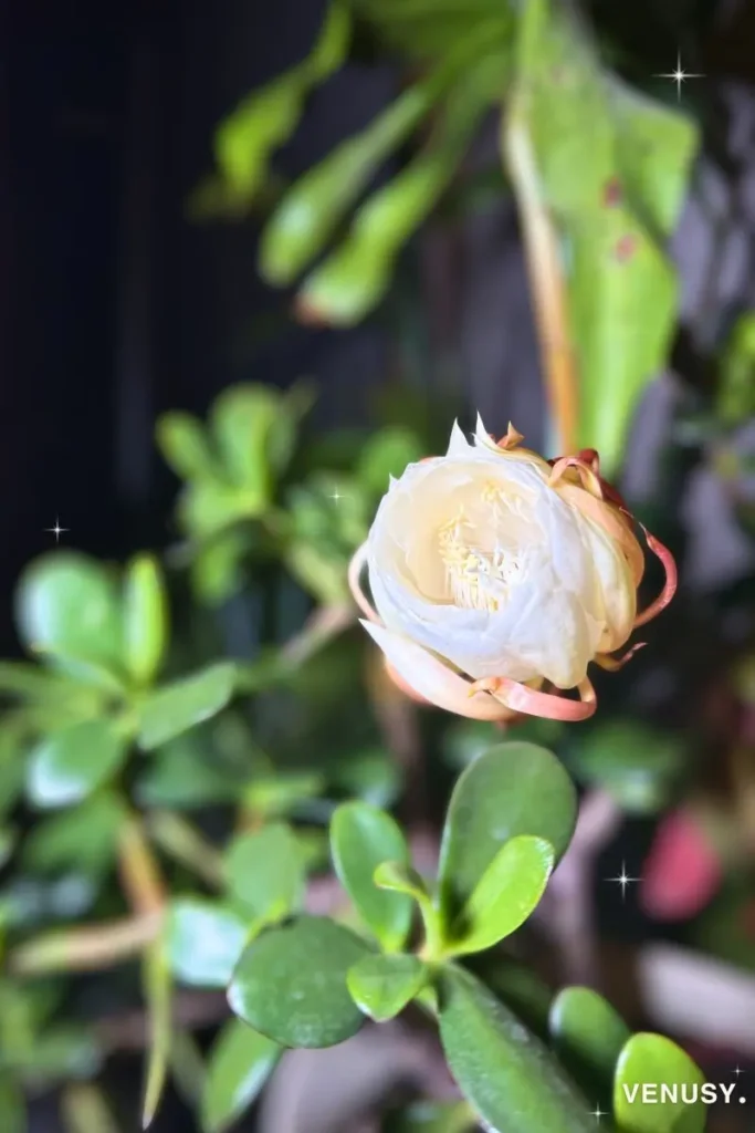 少しずつ花びらが開く月下美人