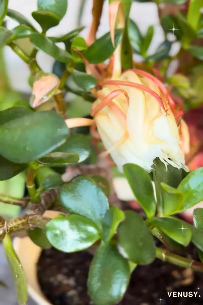 開花を終えた翌朝の月下美人